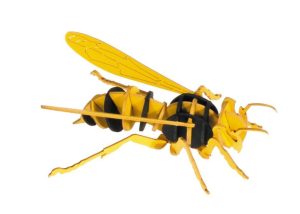 Hornet - 3D Paper Model