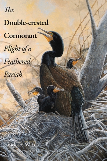 Double Crested Cormorant - Plight Of A Feathered Pariah